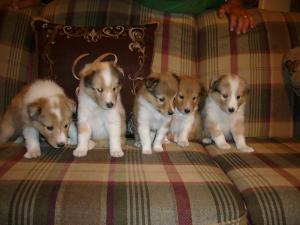 adorableshelties